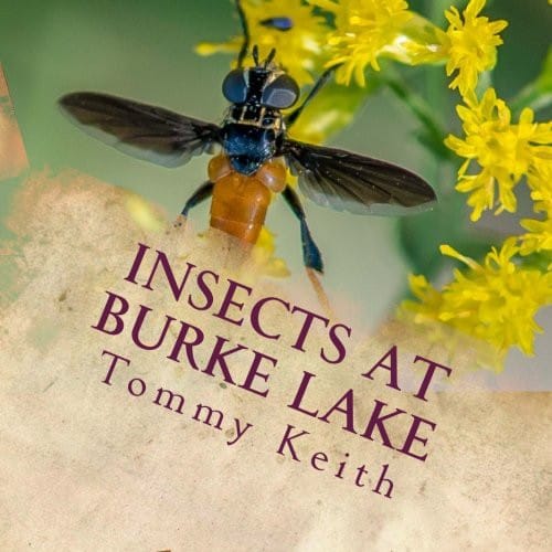 Cover of Insects At Burke Lake A Picture Book For Children Of All Ages