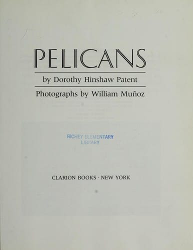 Cover of Pelicans