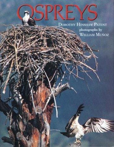 Cover of Ospreys