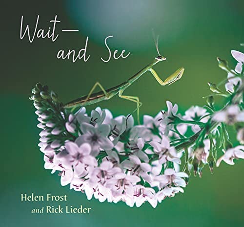 Cover of Wait and See