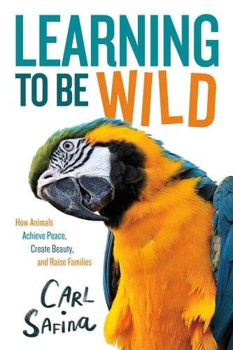Cover of Learning to Be Wild: How Animals Achieve Peace, Create Beauty, and Raise Families