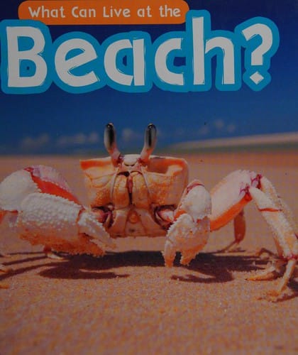 Cover of What Can Live at the Beach?